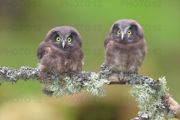 Boreal owls (Aegolius funereus)