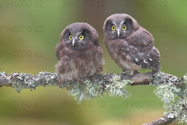 Boreal owls (Aegolius funereus)