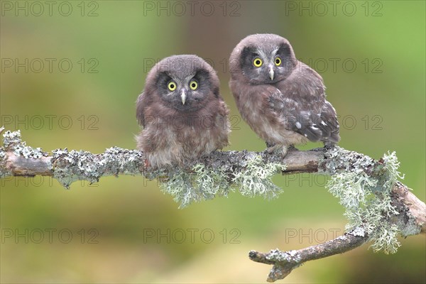 Boreal owls (Aegolius funereus)