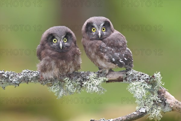 Boreal owls (Aegolius funereus)