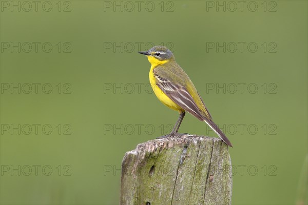 Blue headed wagtail (Motacilla flava flava)