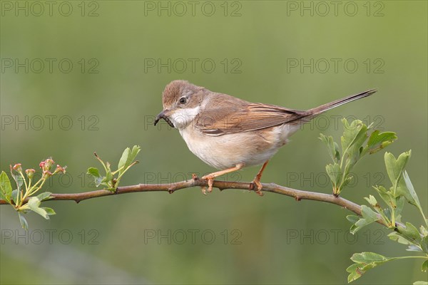 Common whitethroat (Sylvia communis)