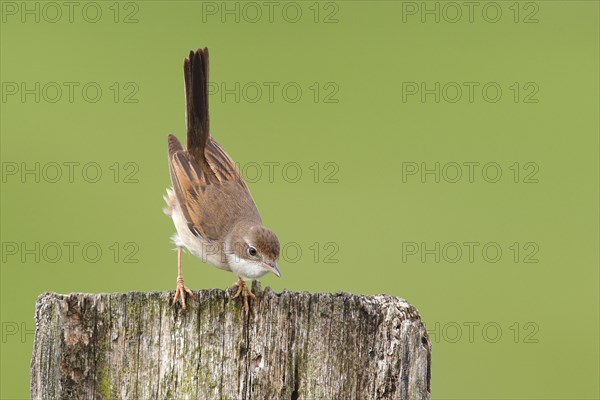 Common whitethroat (Sylvia communis)