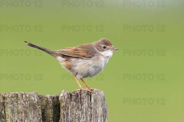 Common whitethroat (Sylvia communis)