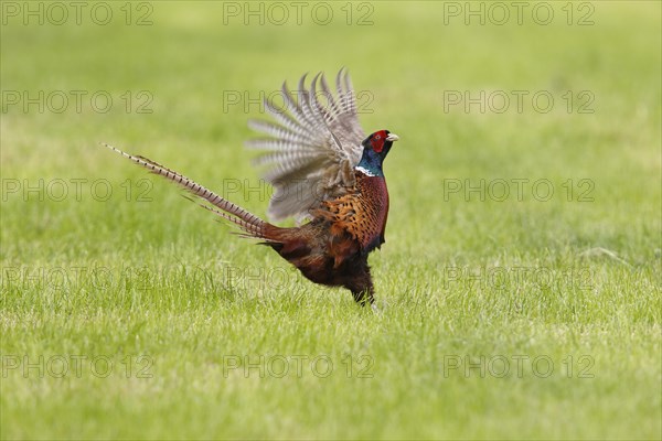 Common pheasant (Phasianus colchicus) cock flapping its wings