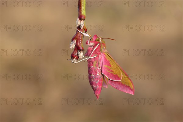 Elephant hawk-moth (Deilephila elpenor) on branch