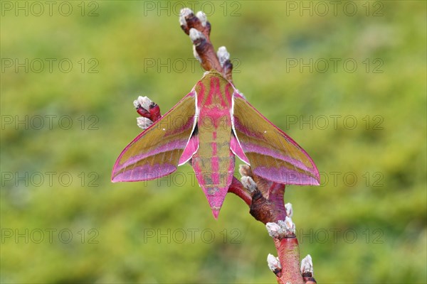 Elephant hawk-moth (Deilephila elpenor) on branch