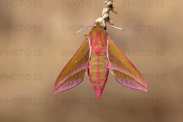 Elephant hawk-moth (Deilephila elpenor) on branch