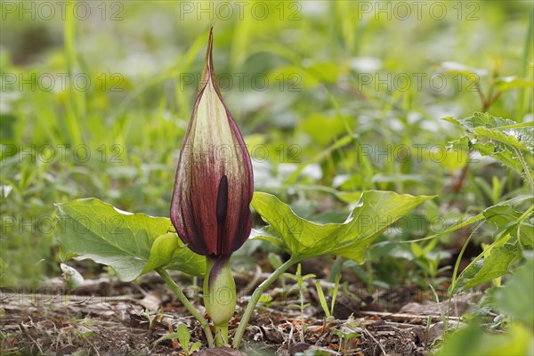 Wild Arum (Arum maculatum)