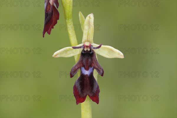 Fly Orchid (Ophrys insectifera)