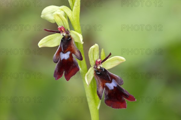 Fly Orchid (Ophrys insectifera)