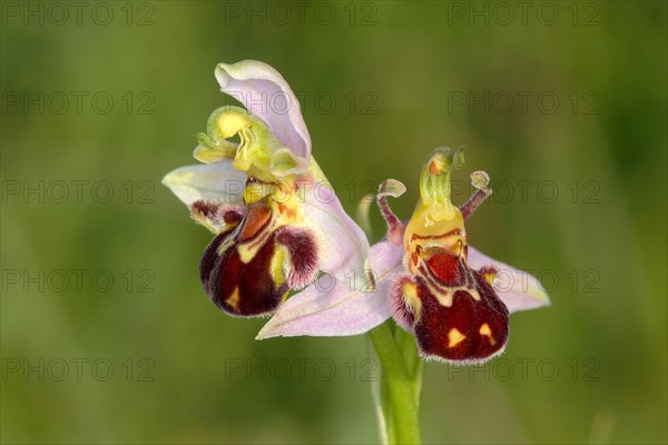 Bee Orchid (Ophrys apifera)