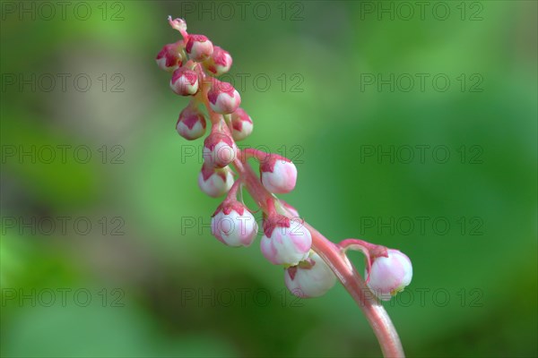 Snowline Wintergreen (Pyrola minor)