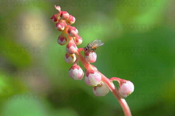 Snowline Wintergreen (Pyrola minor)