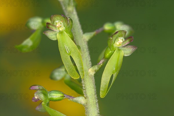 Common Twayblade (Listera ovata)