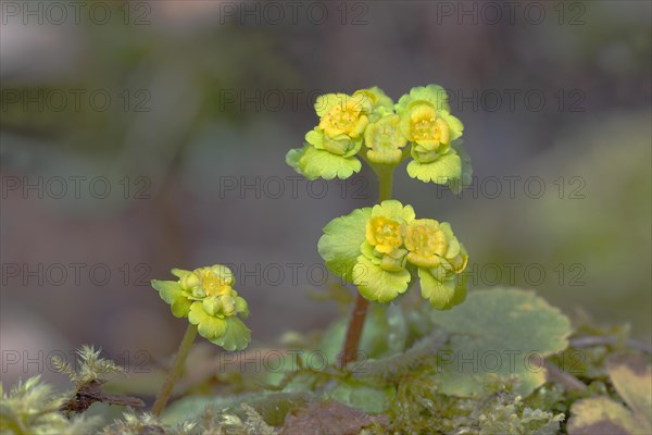 Alternate-leaved Golden Saxifrage (Chrysosplenium alternifolium)