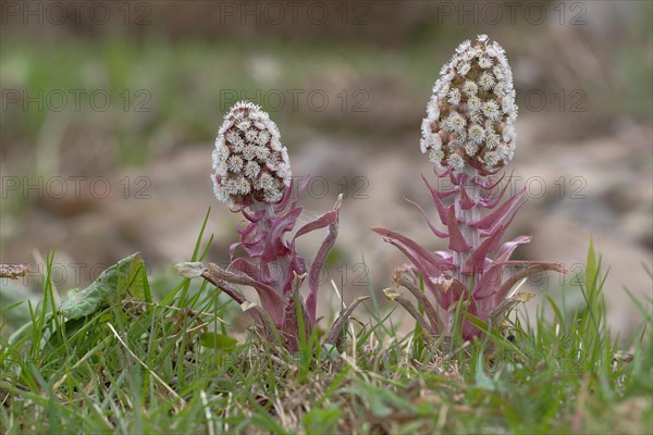 Common Butterbur (Petasites hybridus)