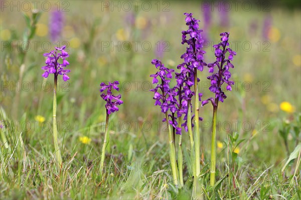 Green-winged Orchid (Orchis morio)