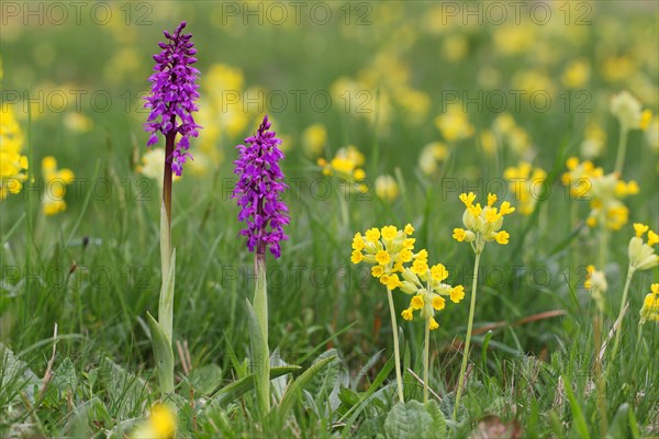 Early-purple Orchid (Orchis mascula) flowering