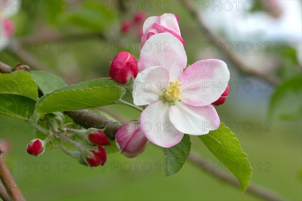 European Crab Apple (Malus sylvestris)