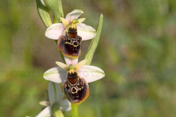 Late Spider-orchid (Ophrys holoserica