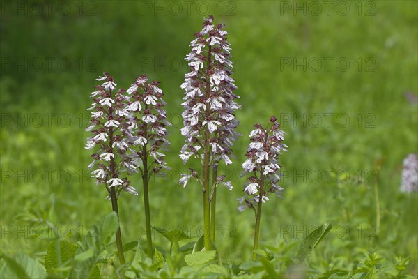 Lady Orchid (Orchis purpurea)