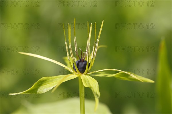 Herb Paris (Paris quadrifolia)