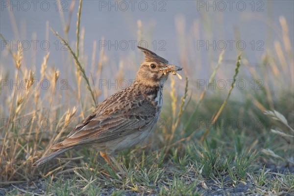 Crested Lark (Galerida cristata) standing in the grass with food