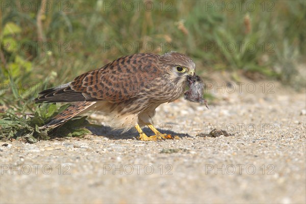 Common Kestrel (Falco tinnunculus)