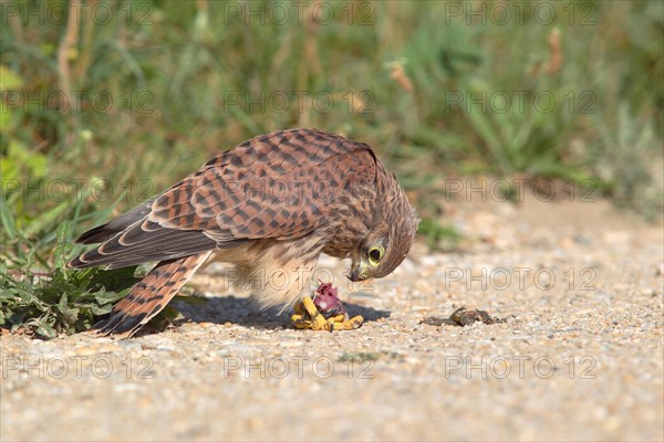 Common Kestrel (Falco tinnunculus)
