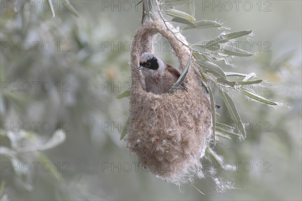 Eurasian Penduline Tit (Remiz pendulinus)