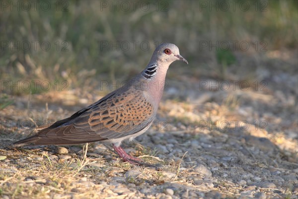 European Turtle Dove (Streptopelia turtur) standing on stony ground