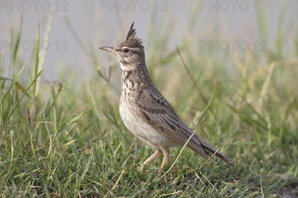 Crested Lark (Galerida cristata) sitting in the grass