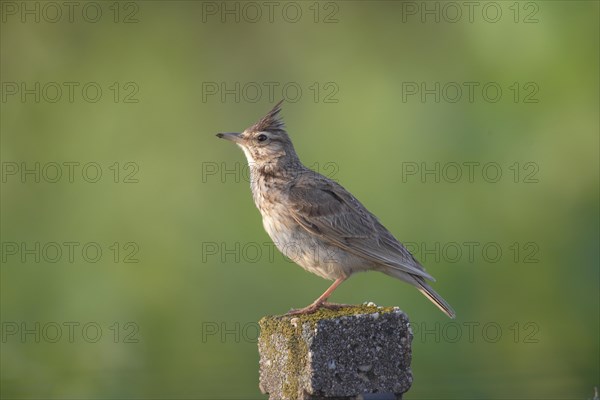 Crested Lark (Galerida cristata) sitting on a pole