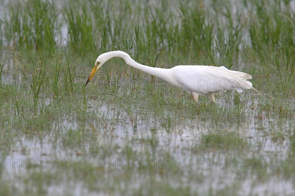 Great Egret (Ardea alba