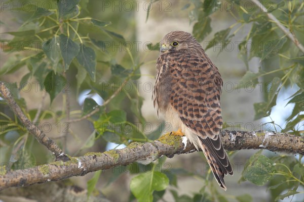 Common Kestrel (Falco tinnunculus) young bird perched on a branch