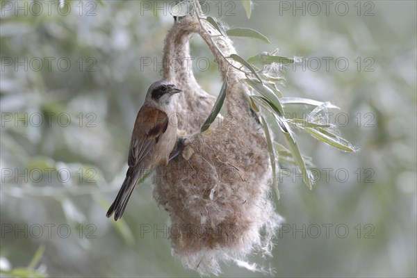 Eurasian Penduline Tit (Remiz pendulinus)