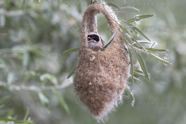 Eurasian Penduline Tit (Remiz pendulinus)