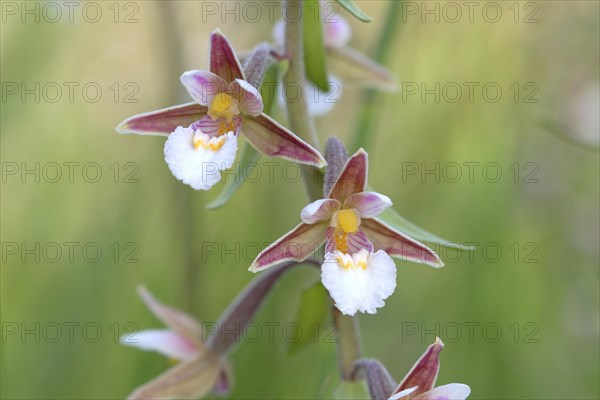 Marsh Helleborine (Epipactis palustris)