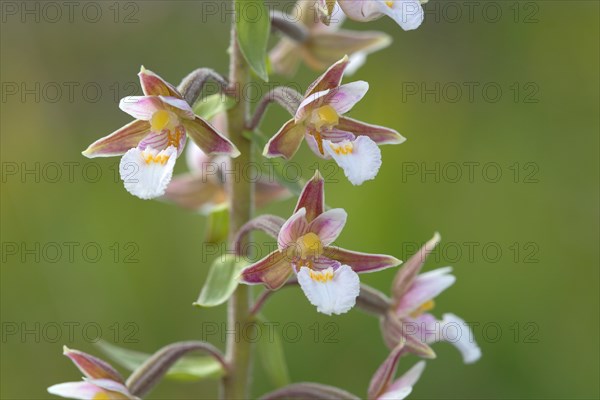 Marsh Helleborine (Epipactis palustris)