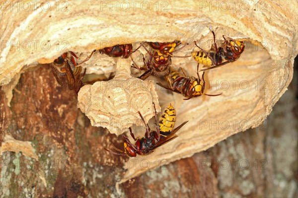 European hornets (Vespa crabro)