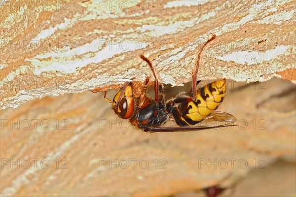 European hornet (Vespa crabro)