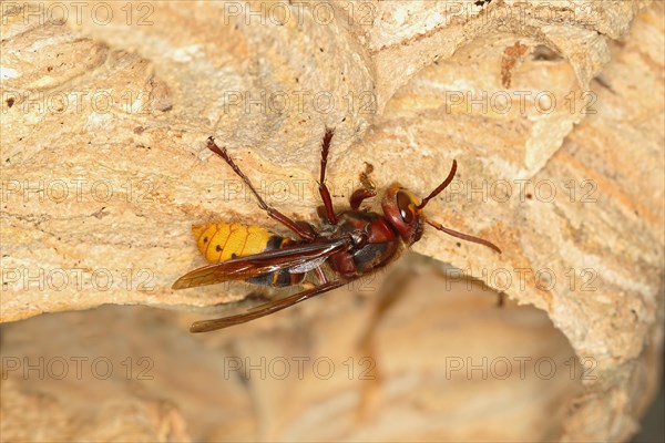 European hornet (Vespa crabro)