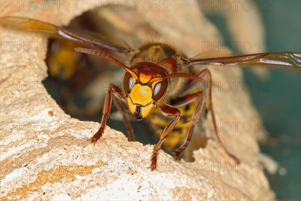 European hornet (Vespa crabro)