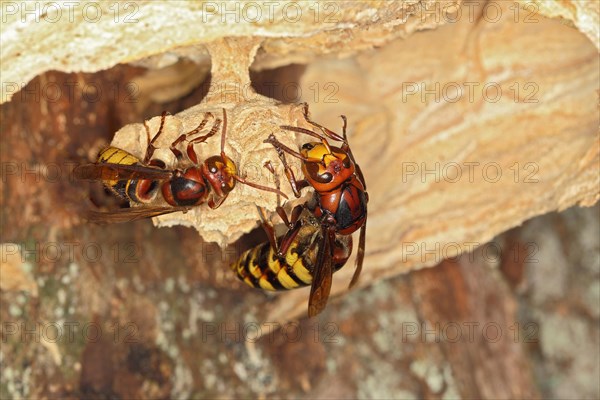 European hornet queen