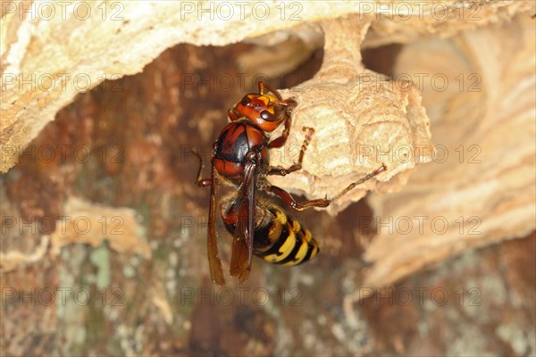 European hornet queen (Vespa crabro)