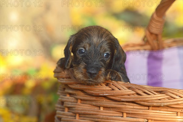 Dachshund (Canis lupus familiaris) puppy sitting in basket