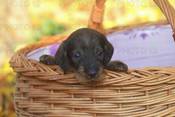 Dachshund (Canis lupus familiaris) puppy sitting in basket