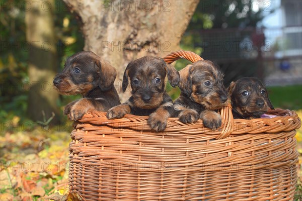 Dachshund (Canis lupus familiaris) puppies sitting in basket