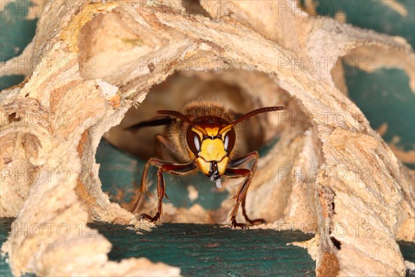 Hornet (Vespa crabro)